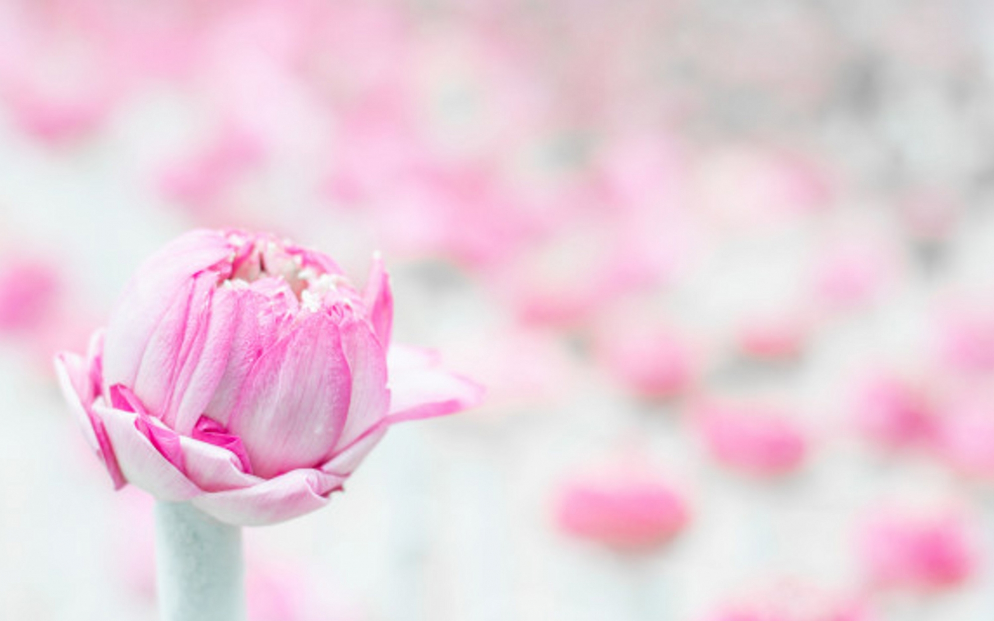 soft-pink-lotus-flower-in-white-tube-with-blurry-lotus-flowers-as-background_370.jpg