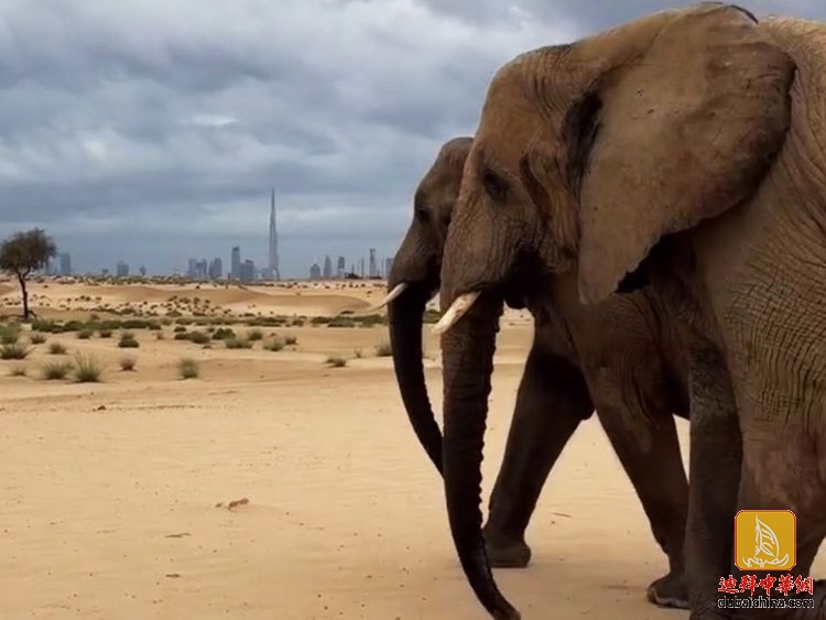 【视频】谢赫·哈姆丹“偷拍”大象在迪拜沙漠吃草的视频...