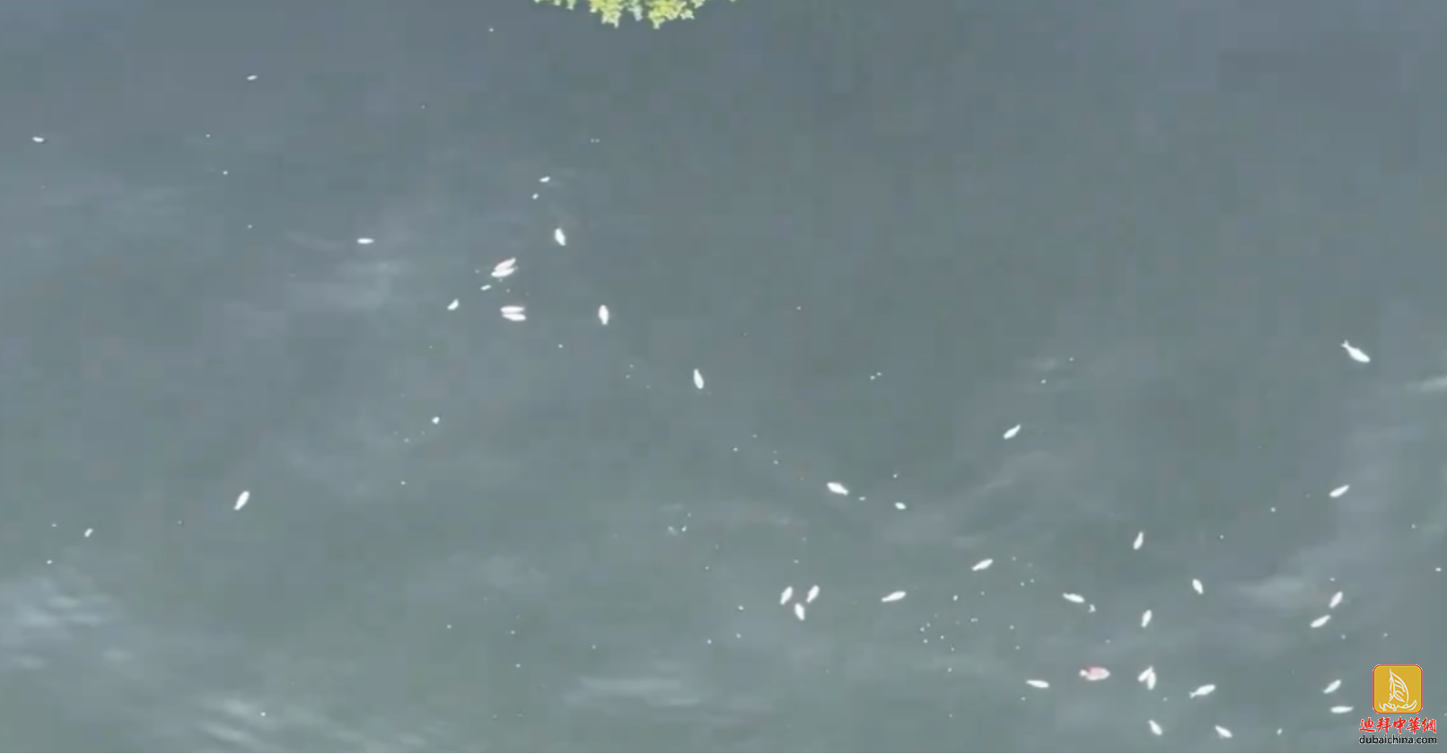 迪拜出现大量死鱼，市政府澄清：系自然现象