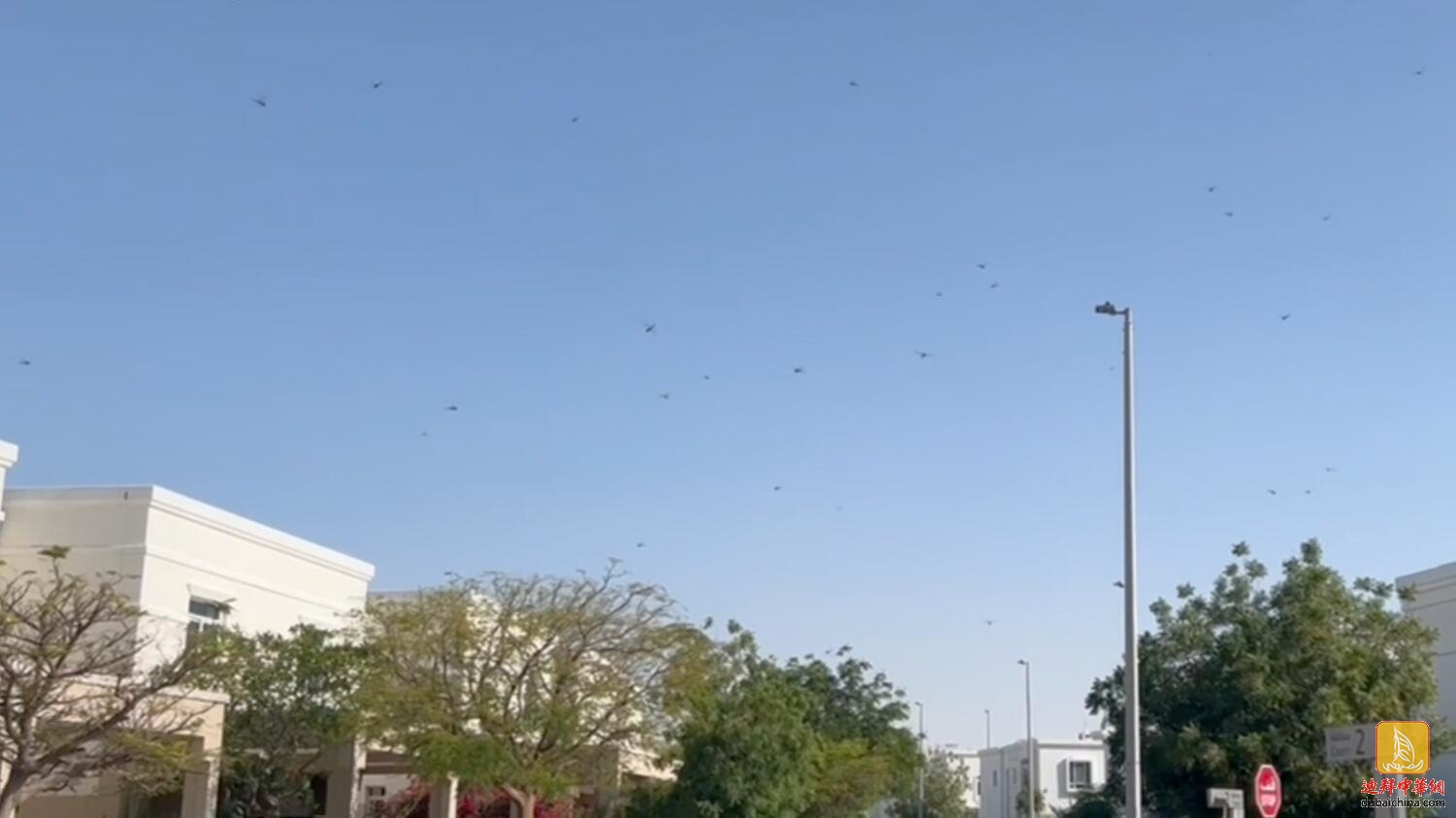 【视频】又降异象，阿联酋蜻蜓数量激增