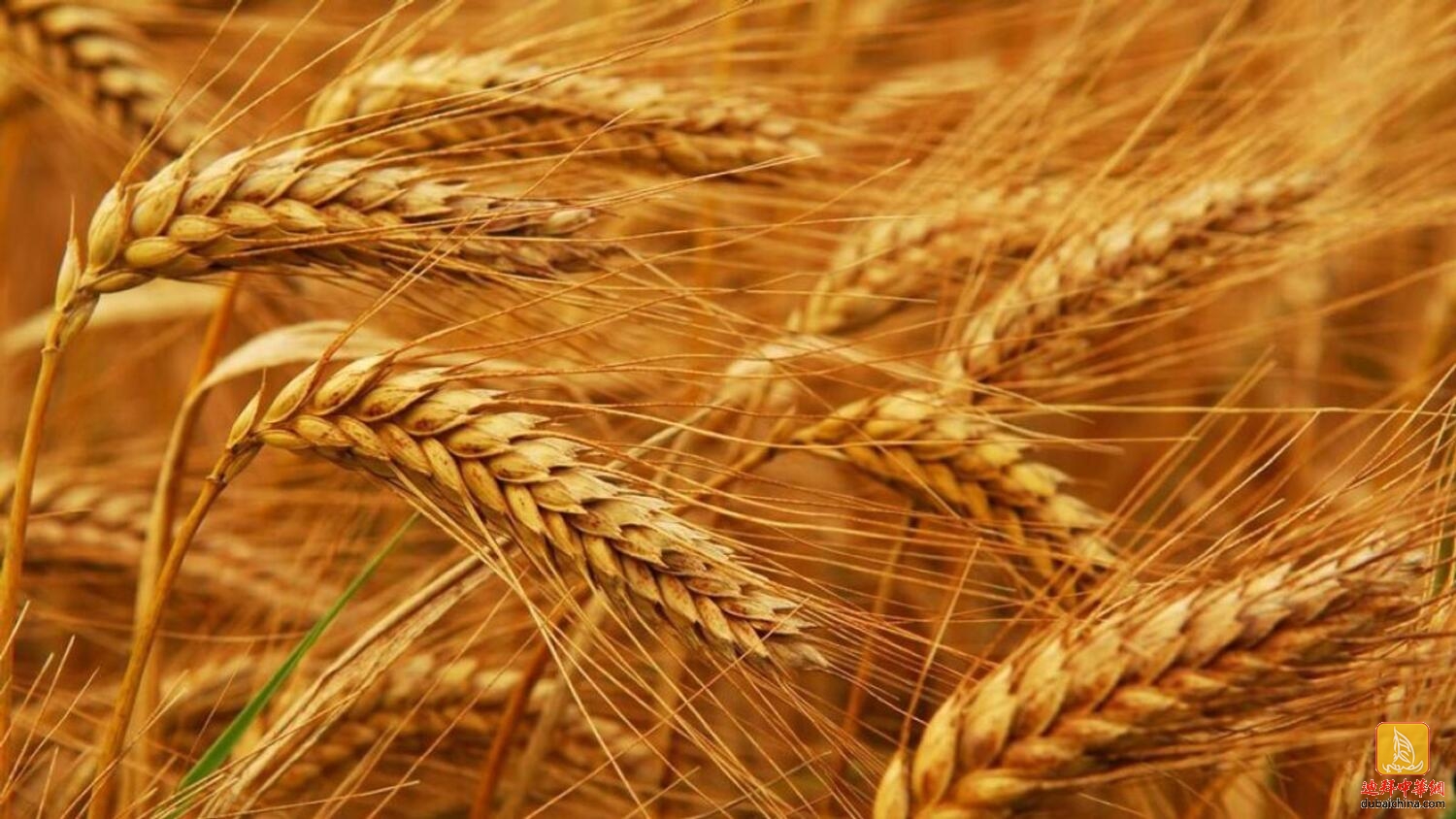 印度禁止小麦出口后，阿联酋面粉价格上涨