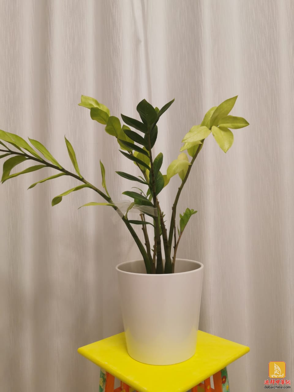 长势良好【植物】两盆