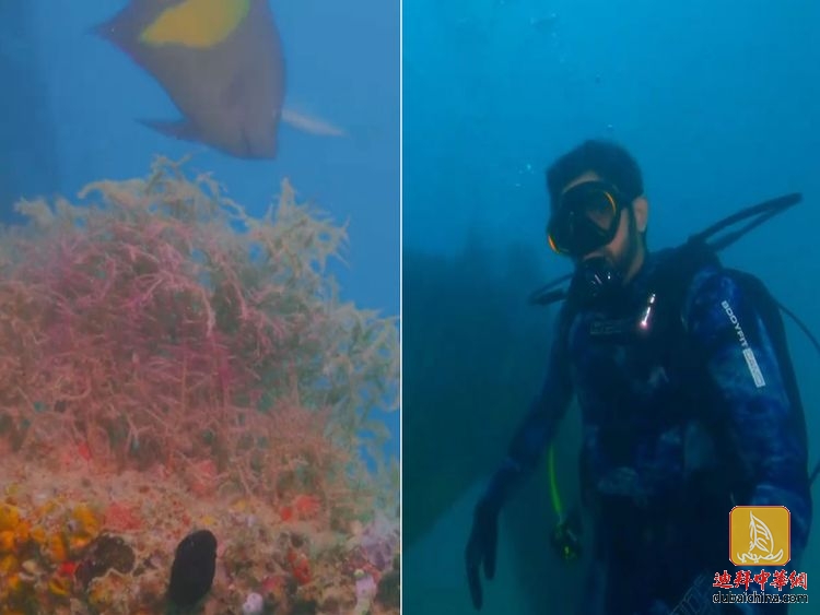 【视频】迪拜王储潜入海中，为迪拜珊瑚礁项目揭幕