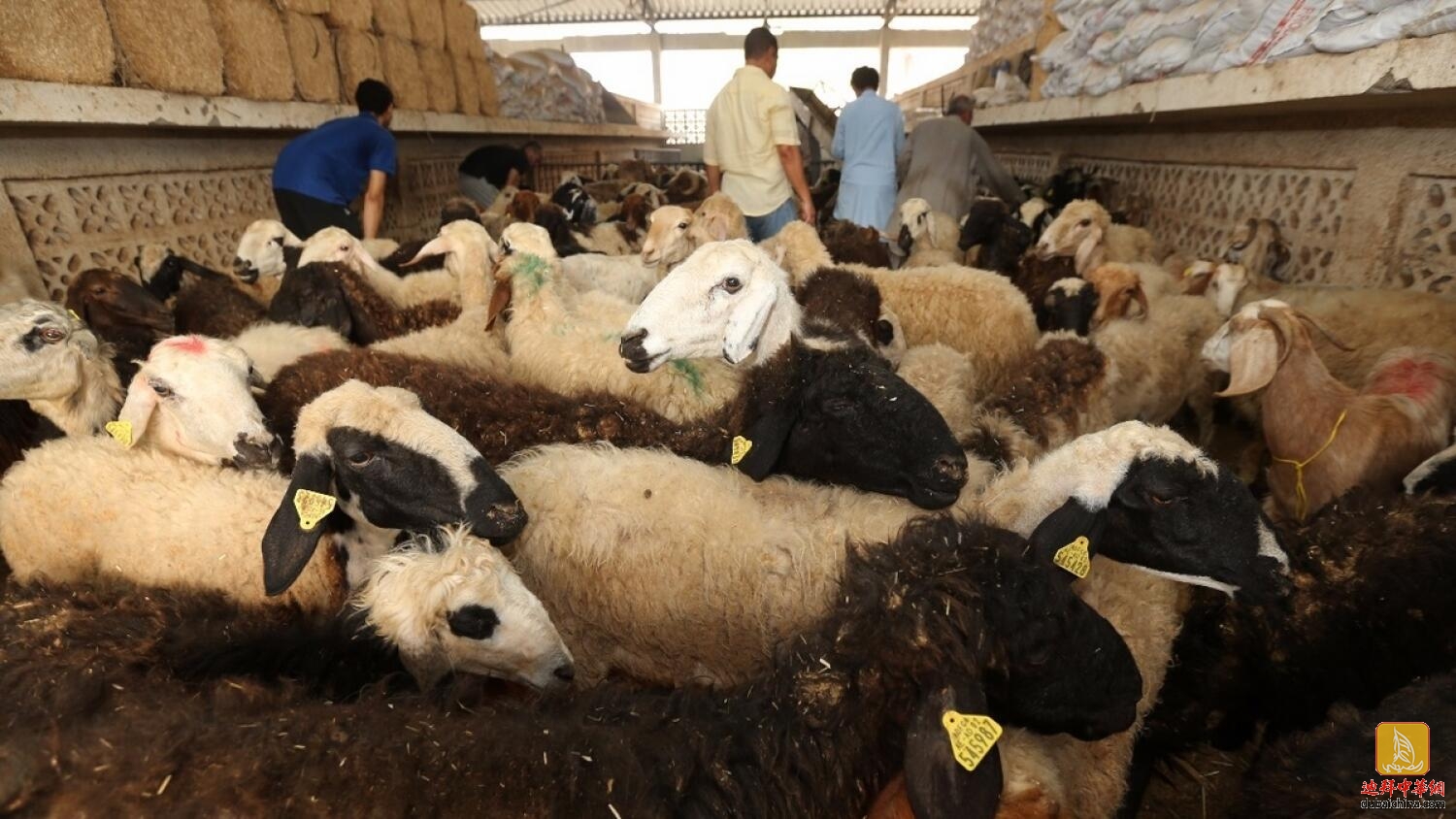 宰牲节来临之前，迪拜的牲畜价格会下降吗？