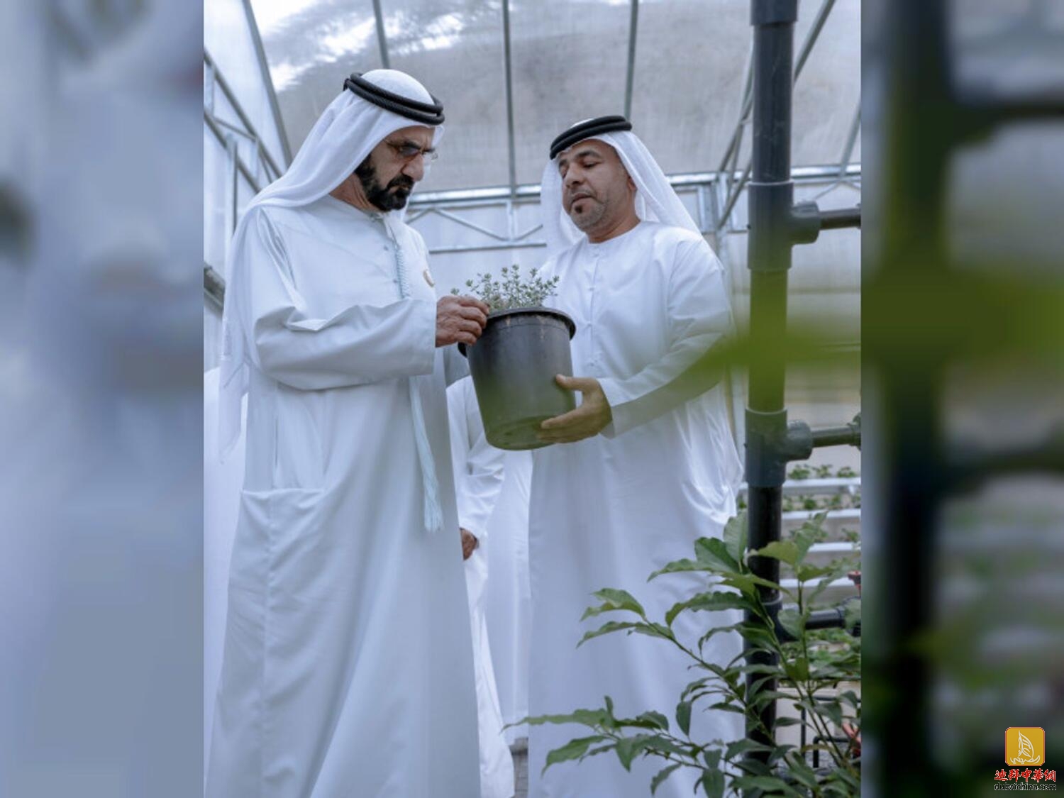 迪拜酋长曾经到访，哈塔这家农场仅需15迪拉姆就能实现