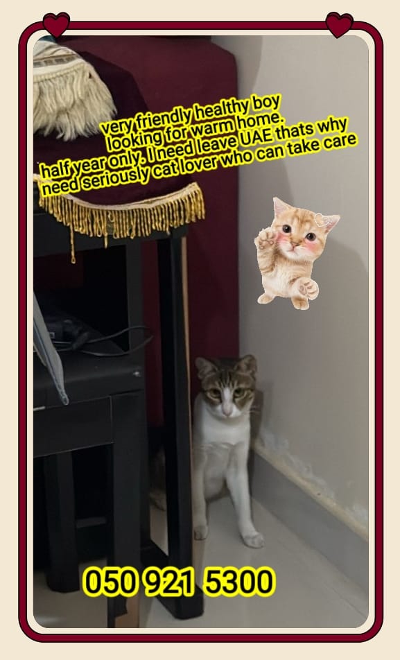 田园猫半岁小帅哥找新家.