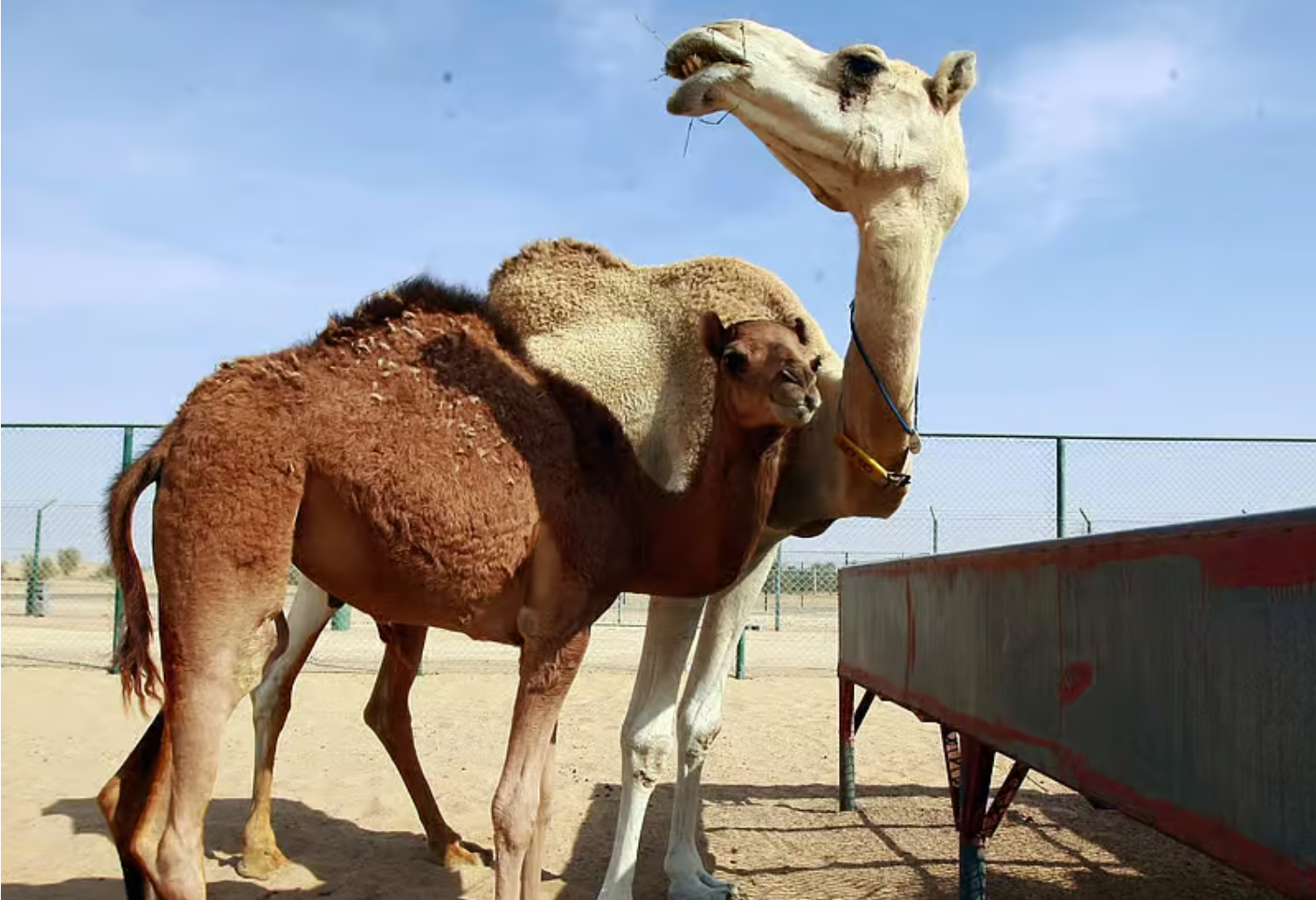十七年前今天，全球首头克隆骆驼在迪拜诞生