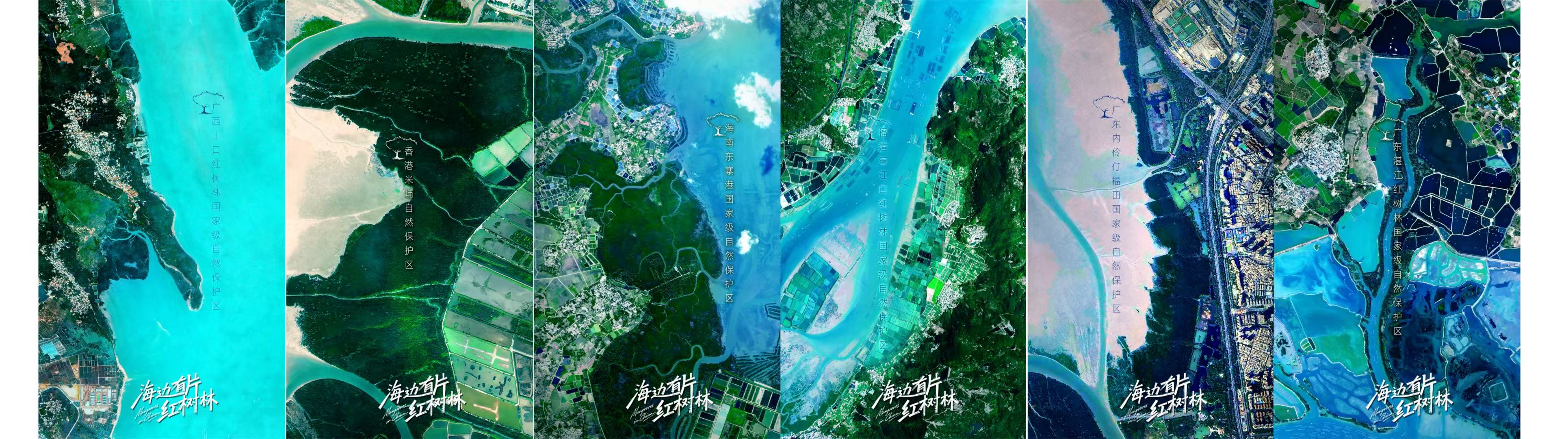 《海边有片红树林》